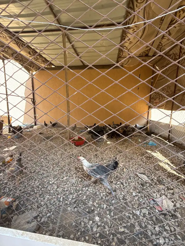 دجاج وديكه العمر ثلاث شهور يزود او ينقص العدد وشبك للبيع 3