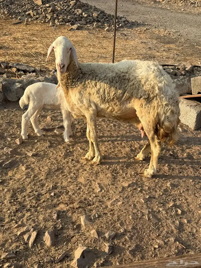 نعجه حريه يتبعها رخل 0