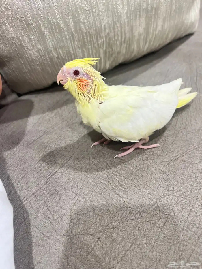 كروان صغير غر 0