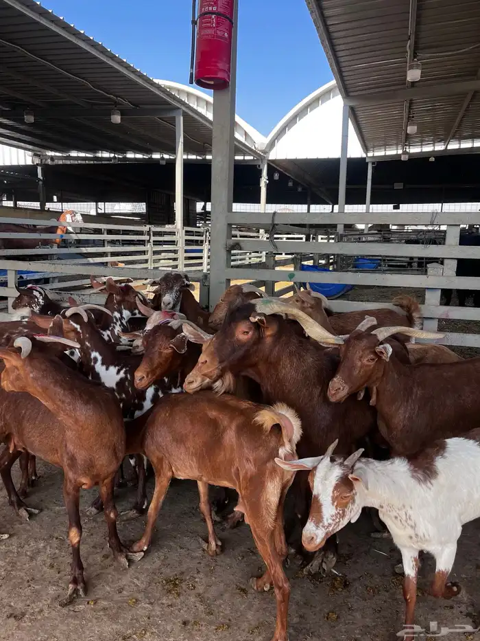 معزا جنوبيه 1