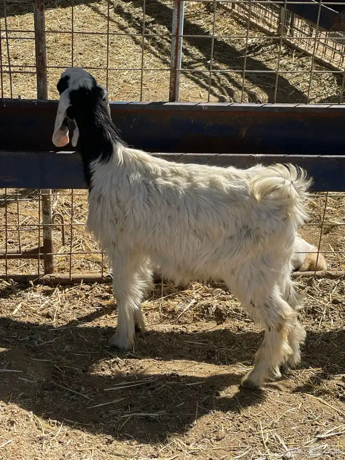 بهم حري وتيوس 28