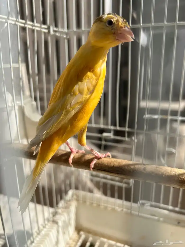 انثى كناري سوري جاهزة(تم البيع) 5