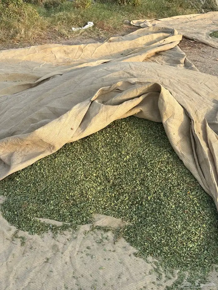 حنا طبيعي درجه اولى من مزارعنا مضمون 4