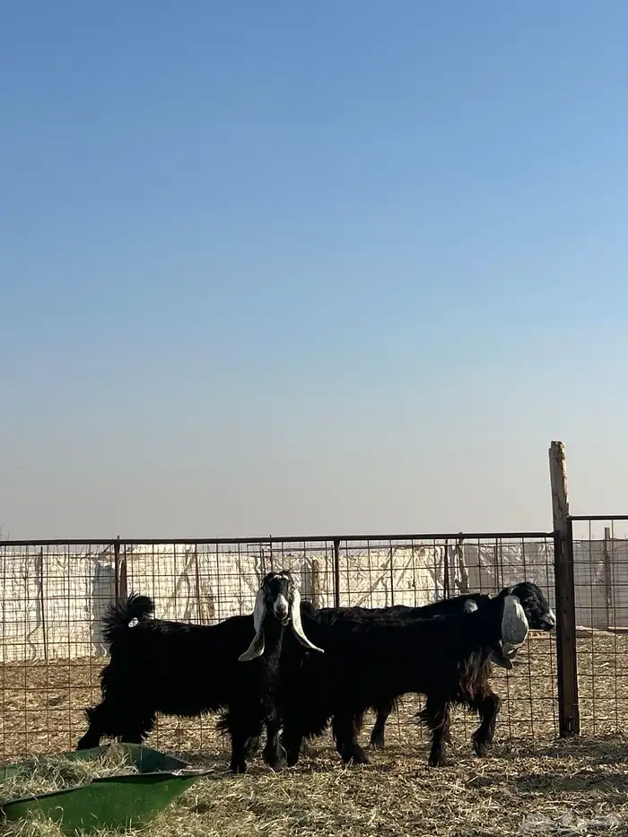 معزا جذعات مقرعات 11