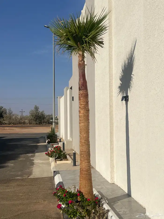 نخل واشنطني 0