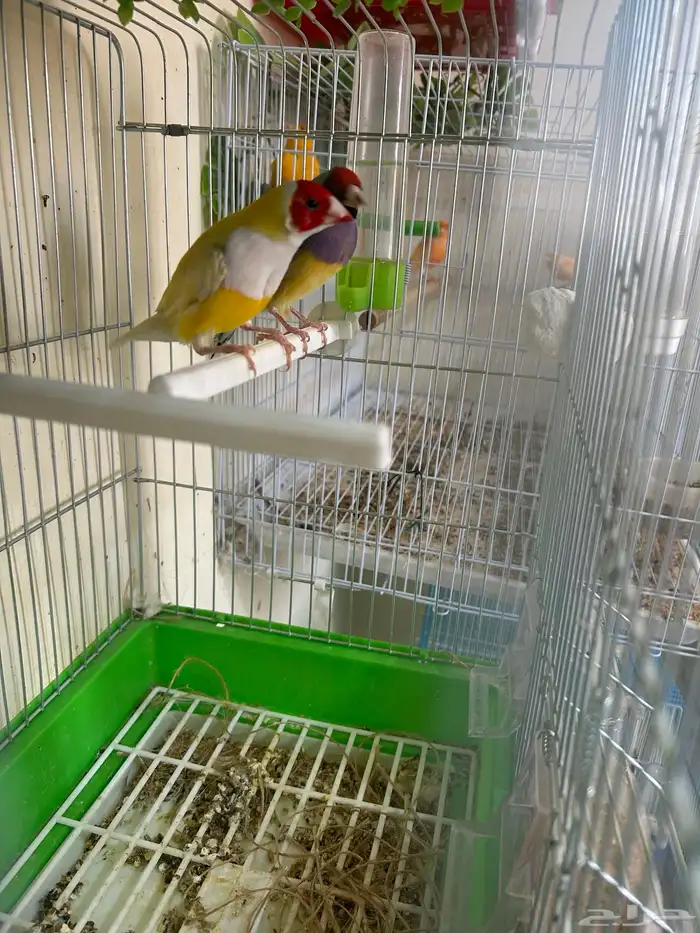 جوز قولدن فنيش 3