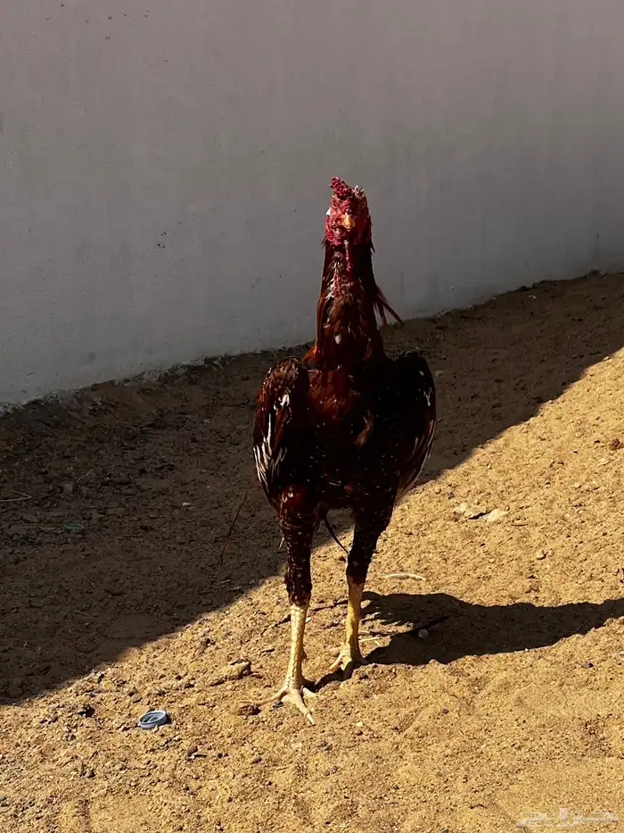 ديك  باكستاني 0