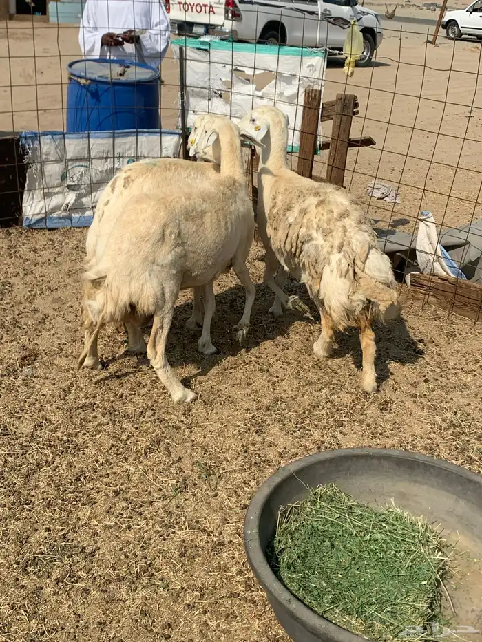 للبيع غنم حريات صنف ورخله والد 2