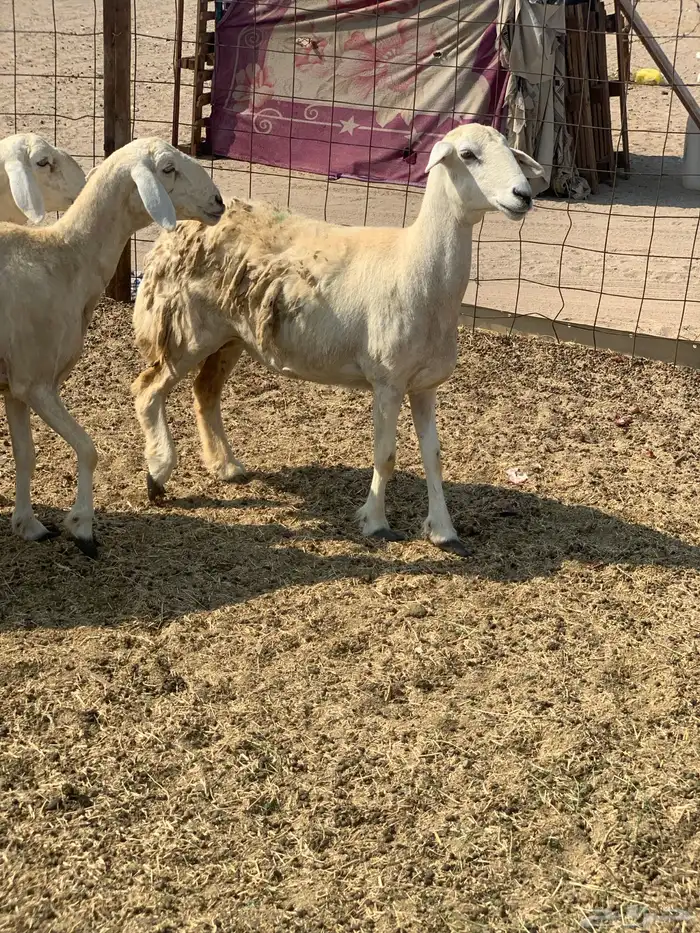 للبيع غنم حريات صنف ورخله والد 4