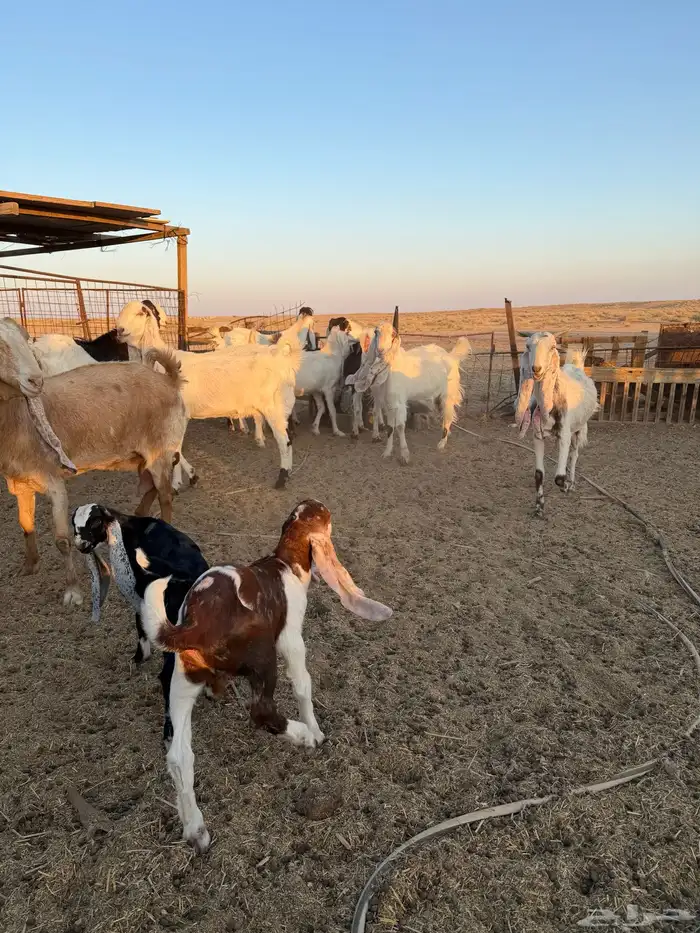 معزاء هولنديات 9