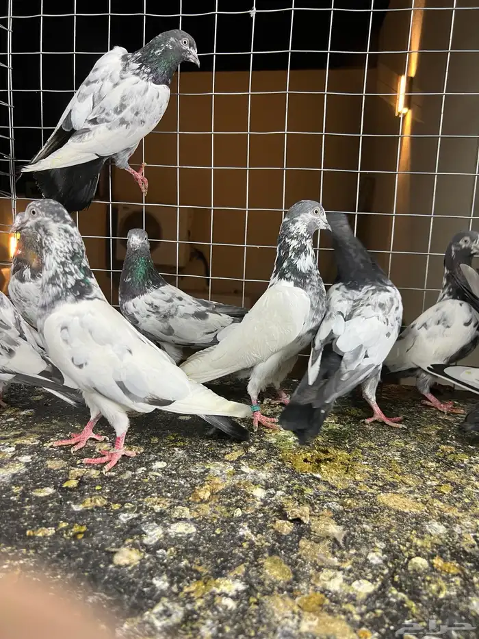 حمام باكستاني تيدي 2