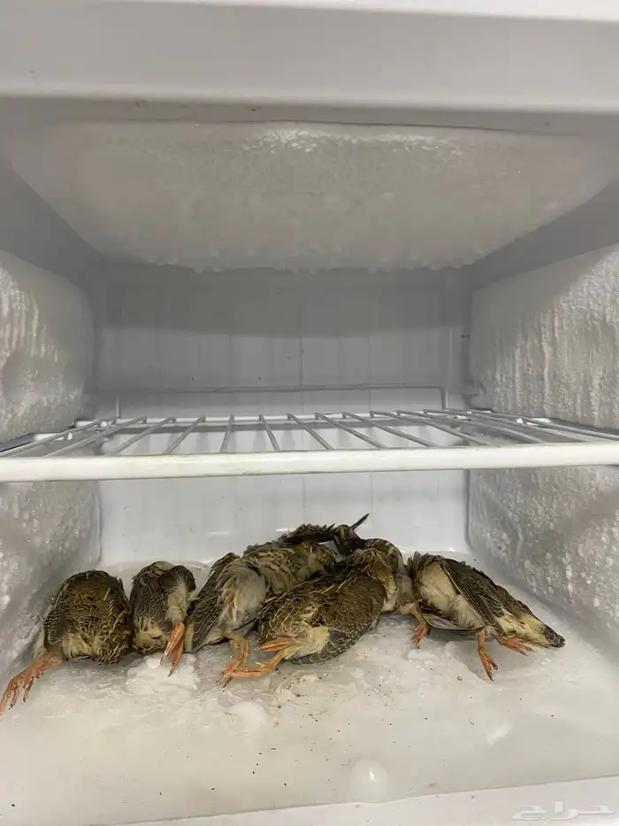 غرفة عريعره الطول 11 العرض 3ونص 6