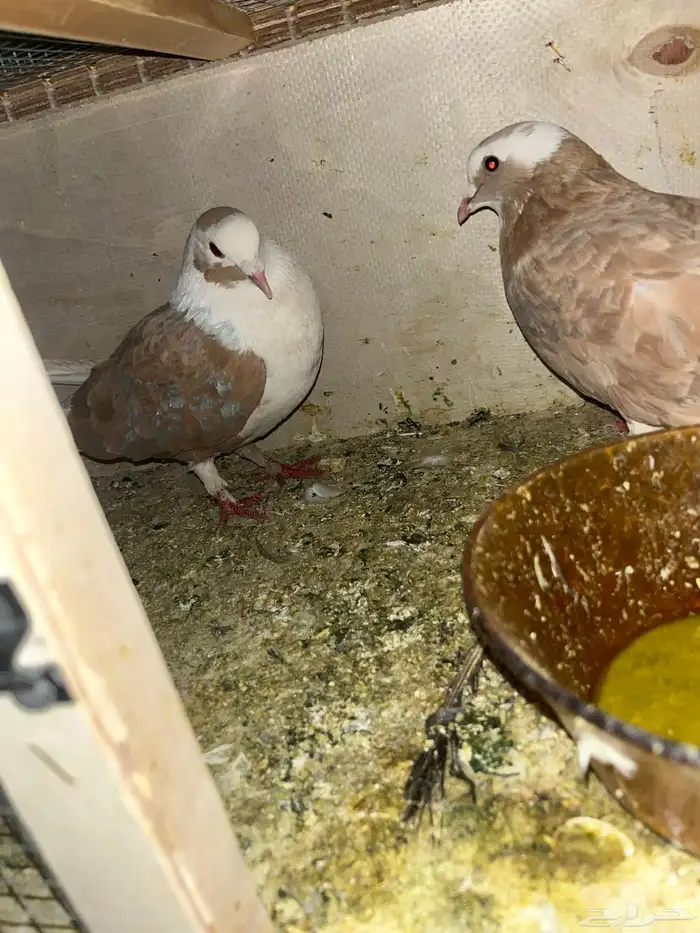 حمام صحت شرط ما ادري و الله وش نوعه بس الحمام 3