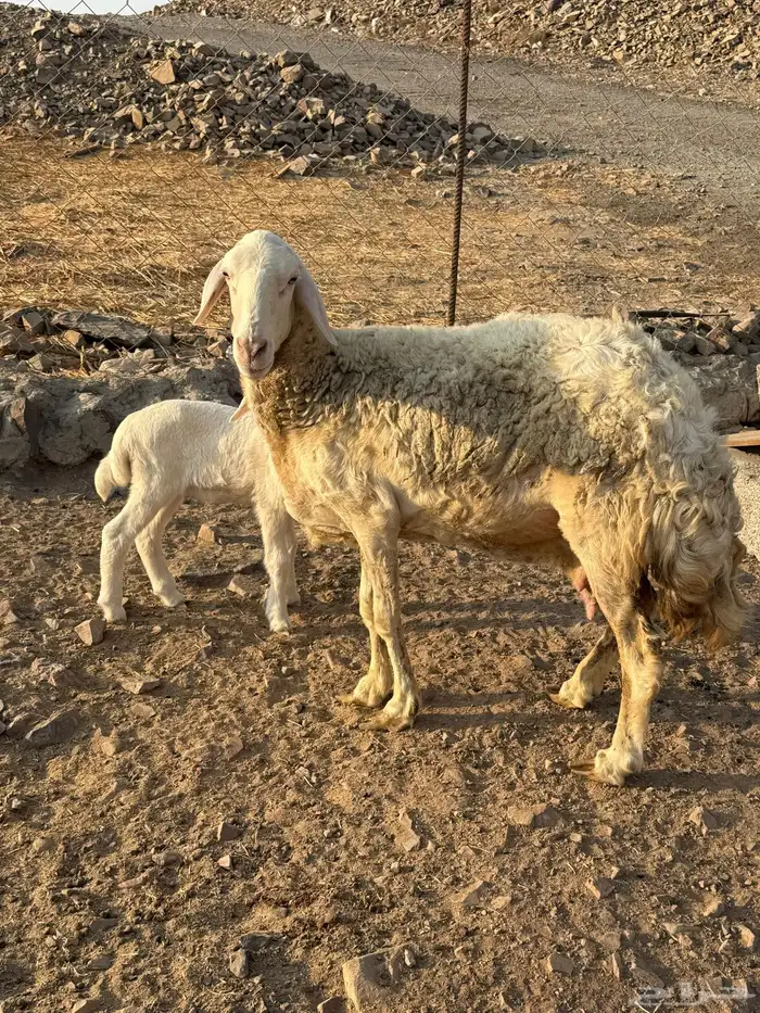 نعجه حريه يتبعها رخل 2