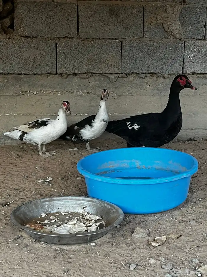 للبيع بط بح 0