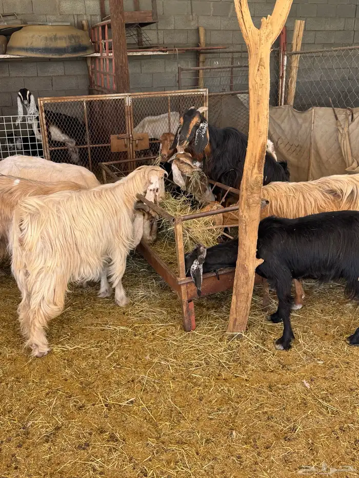 معزا عوارض وحبش مراح واحد من الجذعع للجامع 0