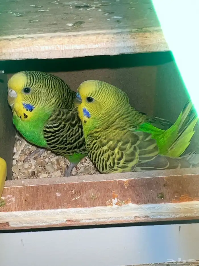 زوج بادجي منتج للبيع 1