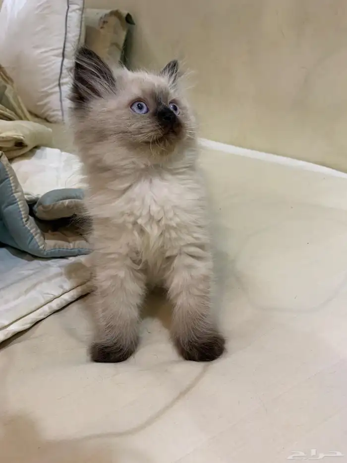 للبيع قطط كيتن 5