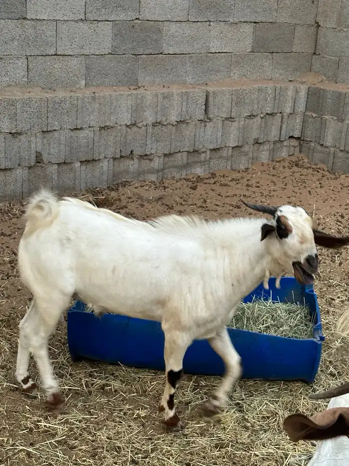 للبيع تيس فحل بيشي للتواصل واتس 1