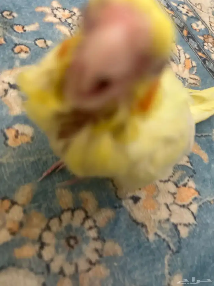 فرخ كروان للبيع 1