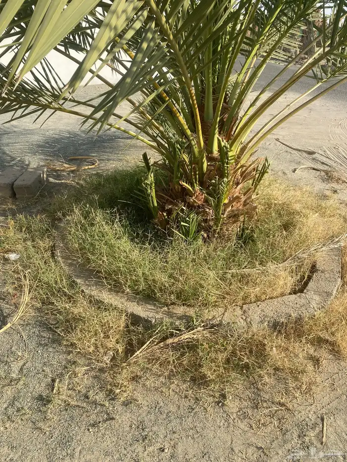 جثايث سكري للبيع 0