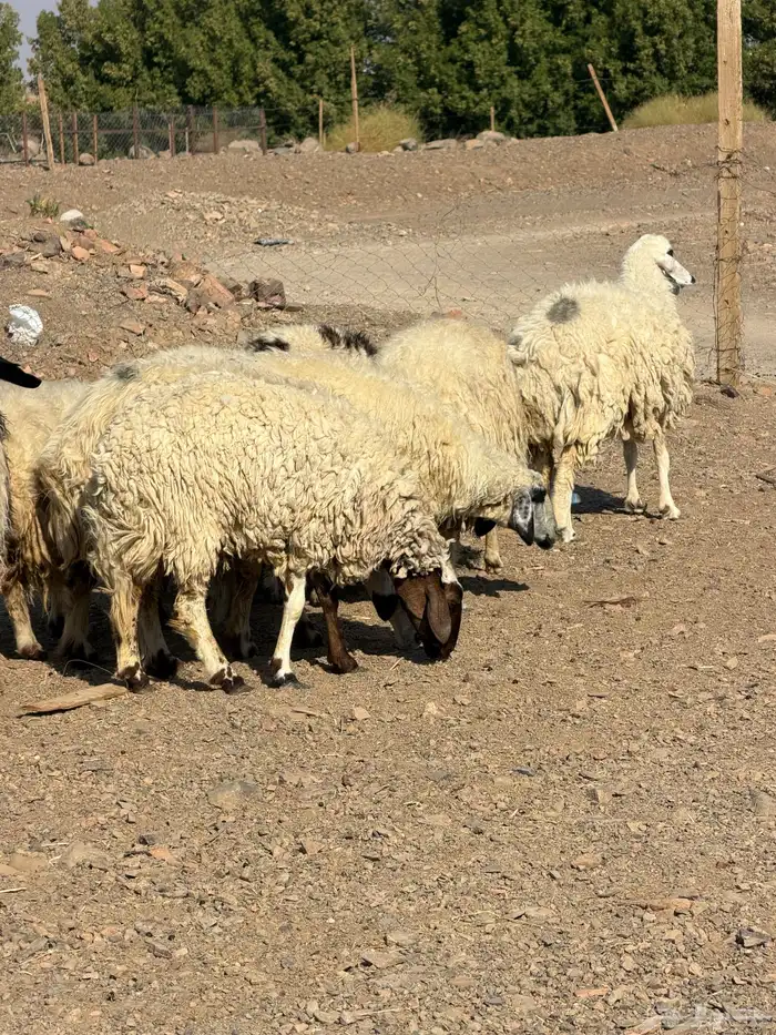 ضان نعيم دفيع بفحلها 10