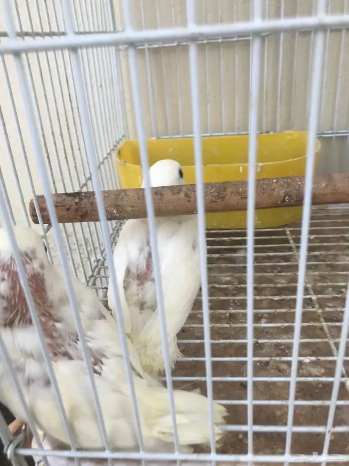 3 فروخ روز عيون حمر بعمر الشهر توي ساحبها من تحت الازواج 2