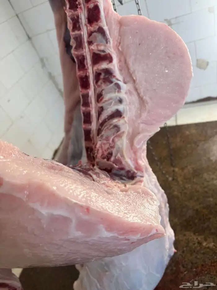 لباني شرط عمره(5)اشهر والحم مضمون وتحدي 1