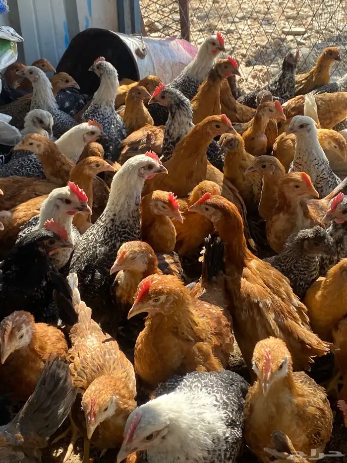 صوص بلدي فواتح 15