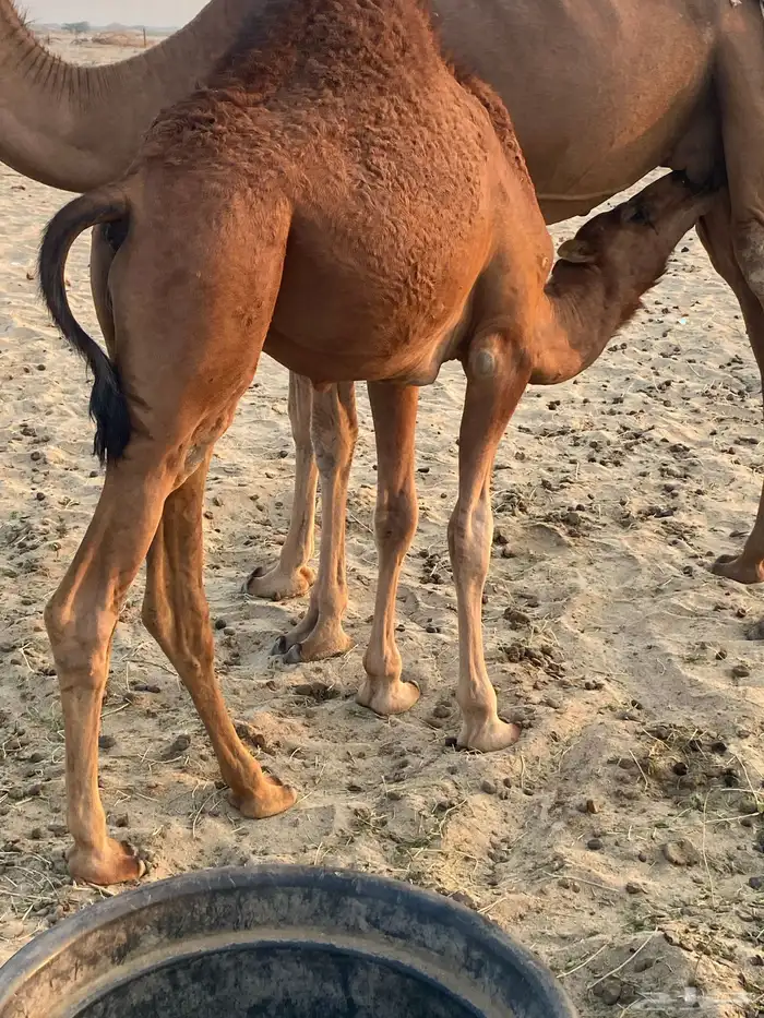 قعود للبيع تم البيع 0