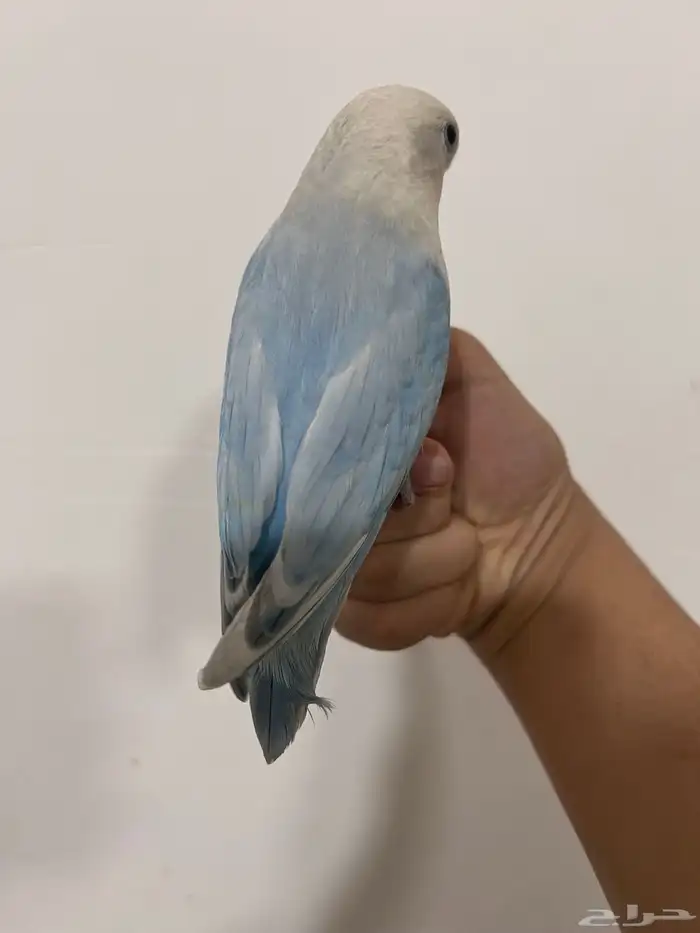 طير رواز (للبيع) 5