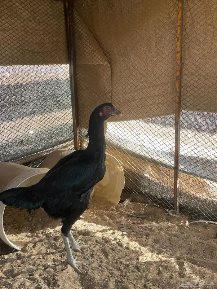 دجاج شامو الماني. زوج. 1