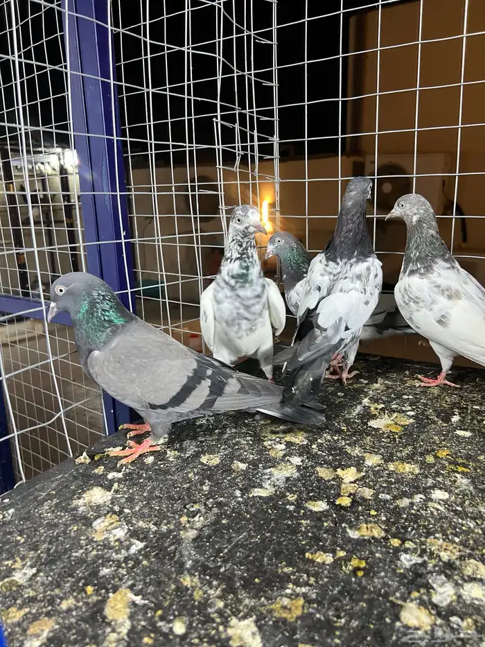 حمام باكستاني تيدي 8