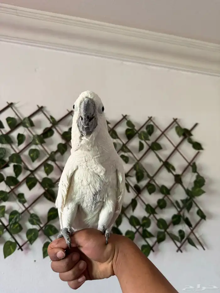 ترويض و فندقة ببغاوات خبرة 11 سنة 9