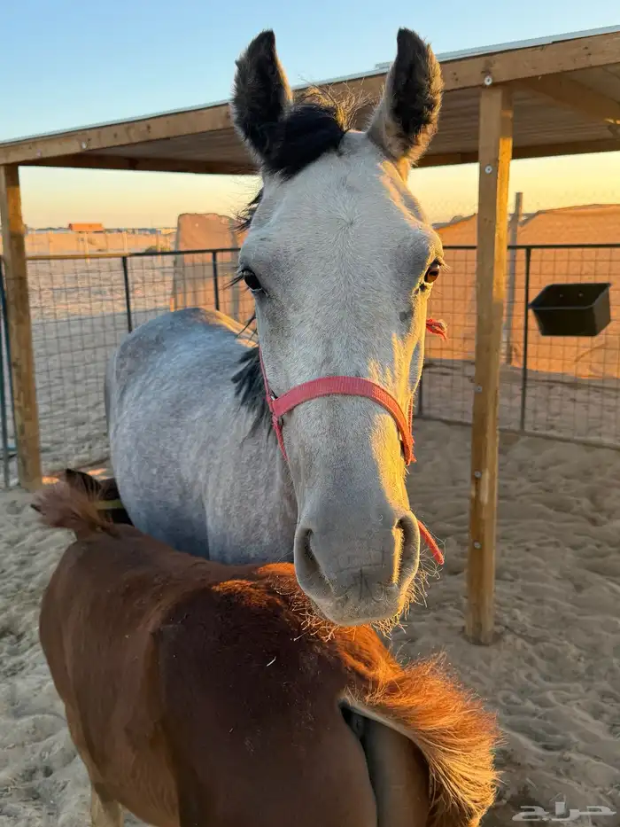 فرس ولدها للبيع ب (10) 7