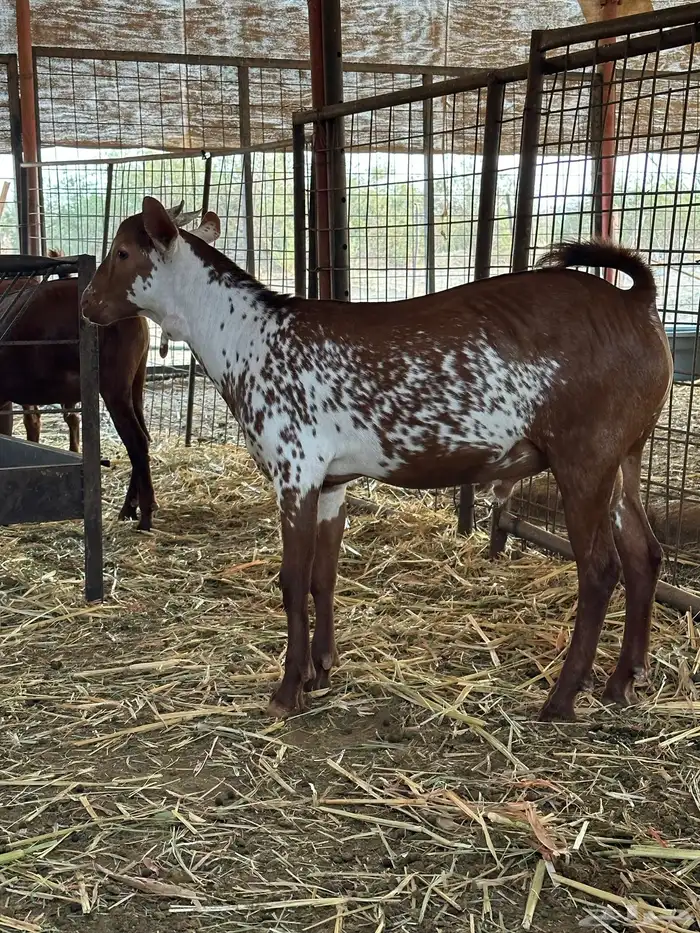 تيوس محايليه 2