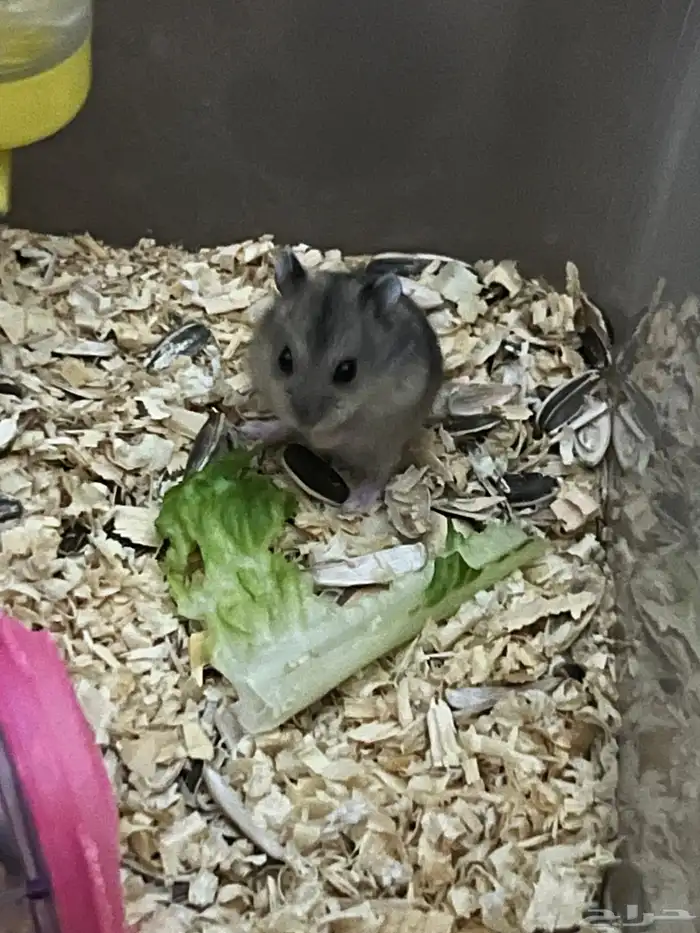 هامستر للبيع ونتر وايت 1