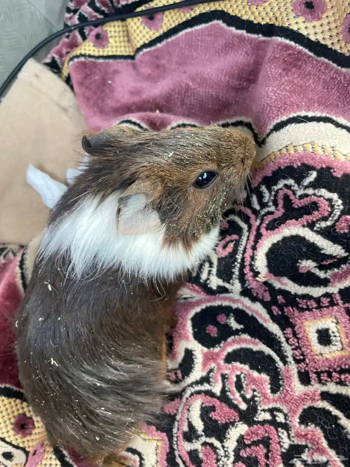 وباره بحريه 0