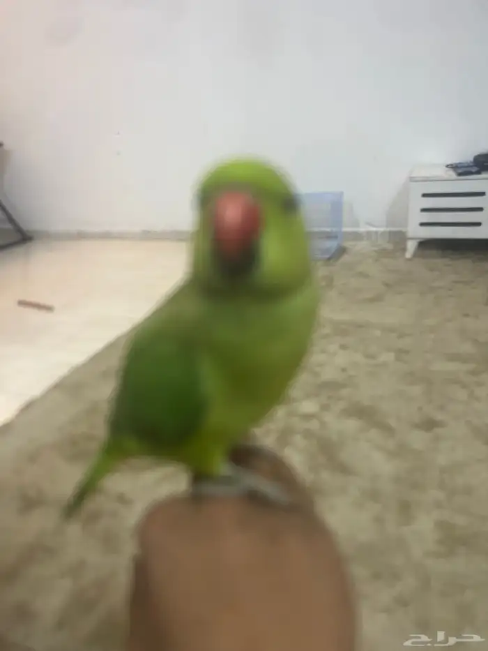 ببغاء دره أليف 1