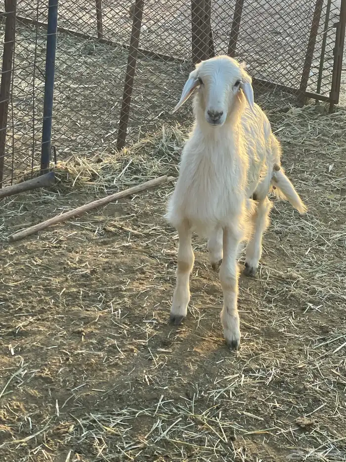 بهم حري وتيوس 2