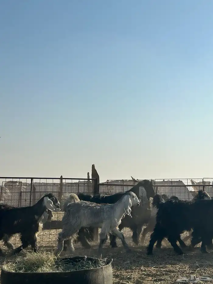 معزا جذعات مقرعات 9