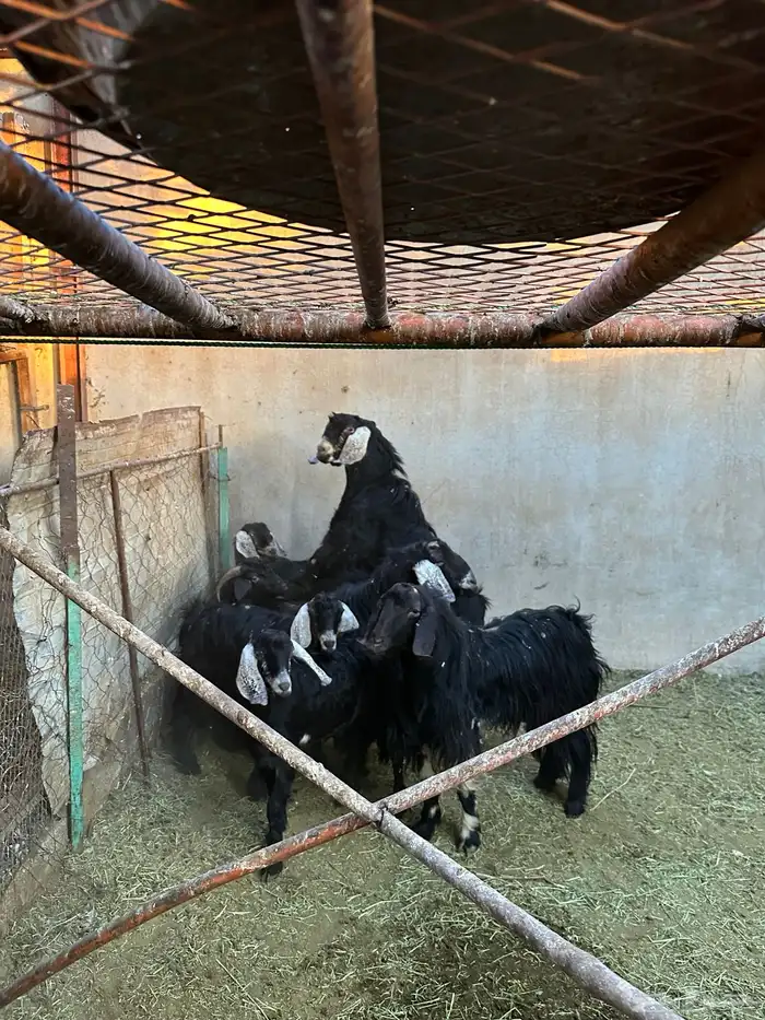 تيوس و فحول للبيع 3