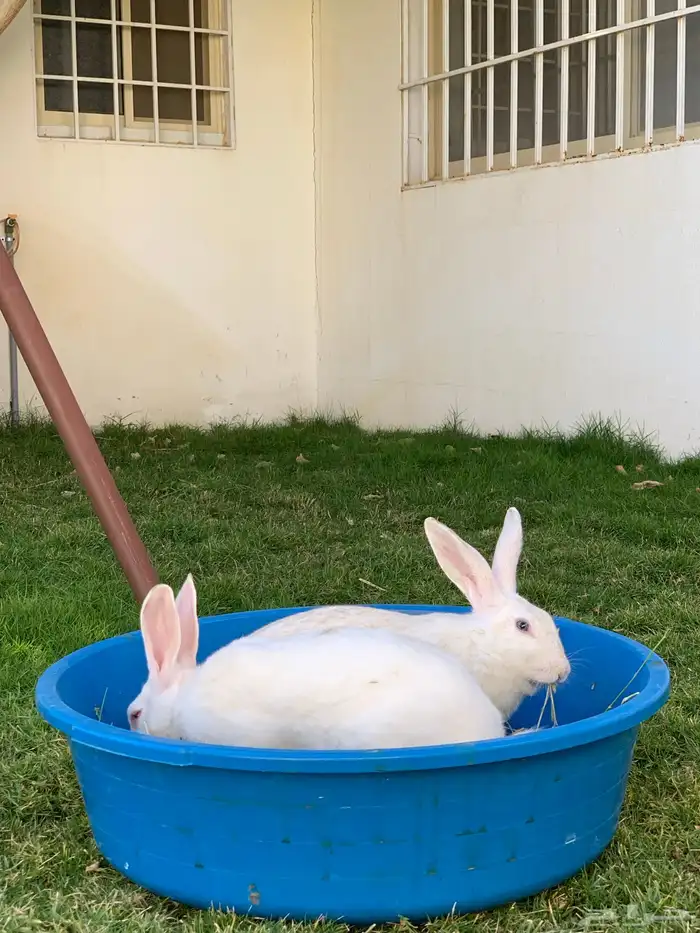 ارنبين فرنسيه 3