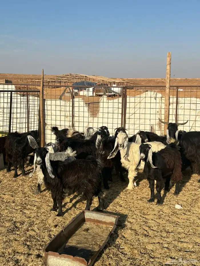 معزا جذعات مقرعات 0