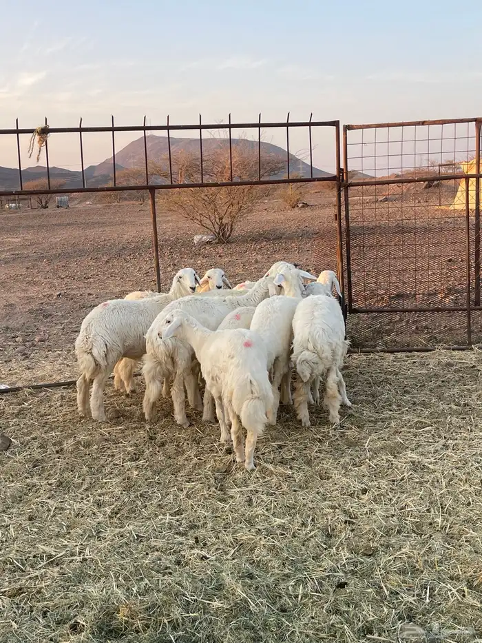 رخال ( تم البيع ) 5