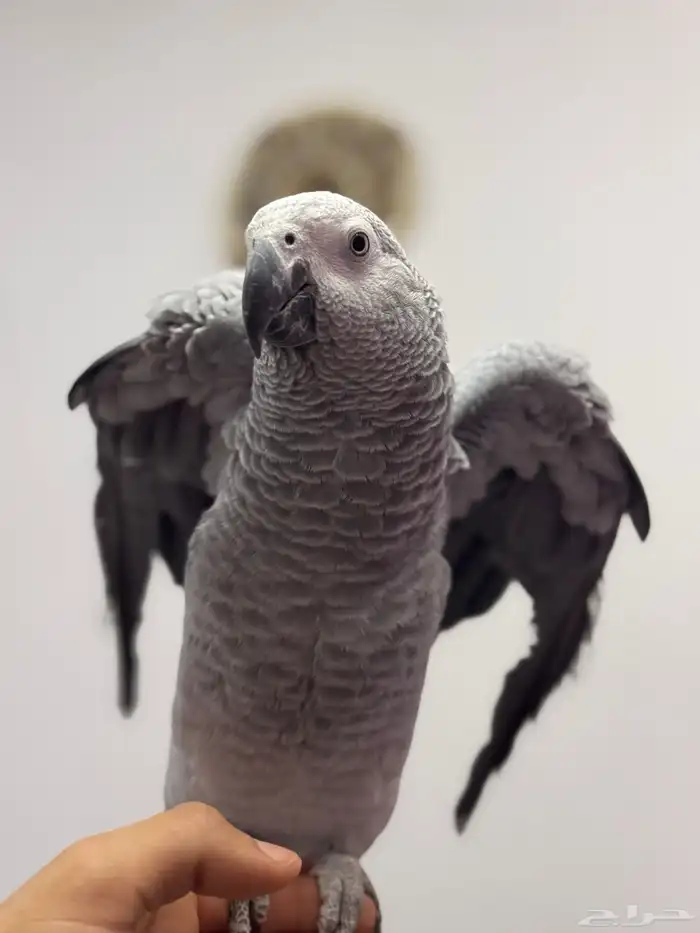 ترويض و فندقة ببغاوات خبرة 11 سنة 18