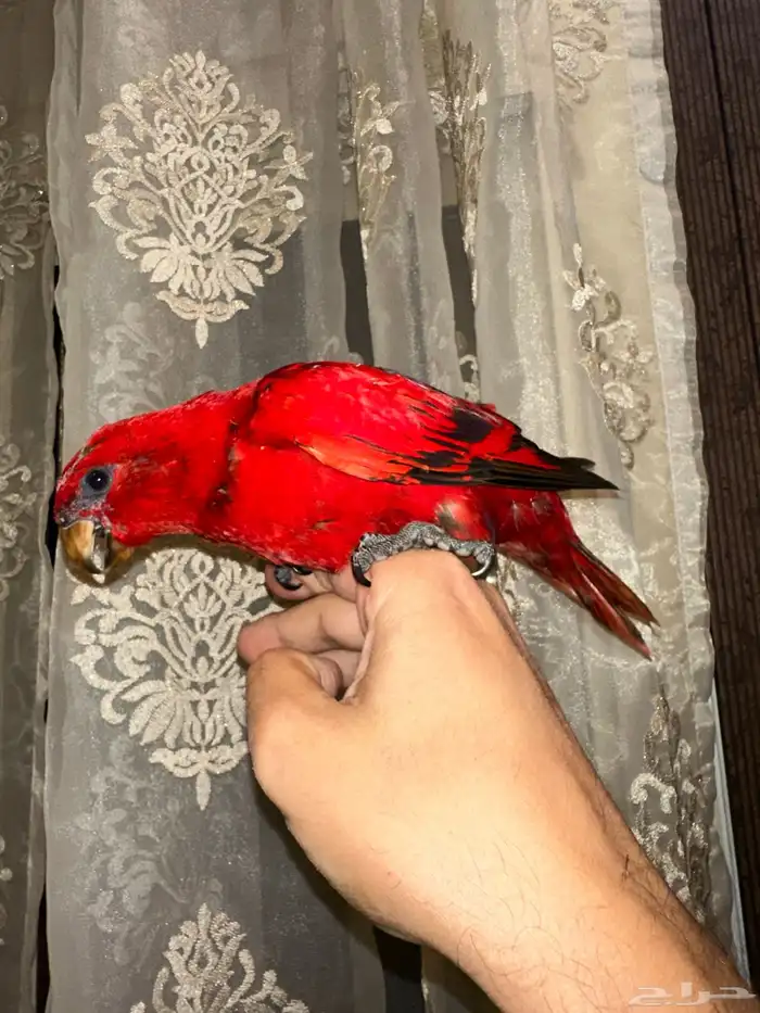 فروخ لوري رد جميلة ونوادر قريب هدد(عروض للجملة) 5