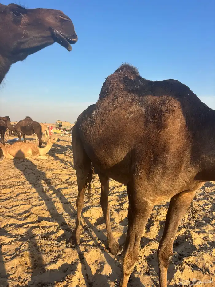 للبيع ناقه لقحه 1