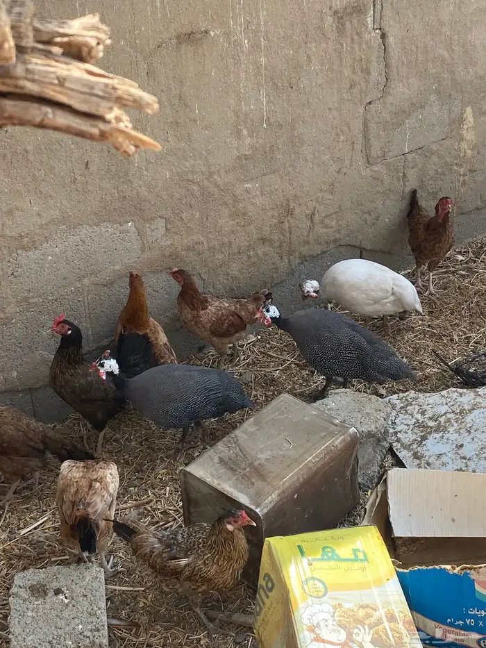 ثلاث دجاج حبشي 0