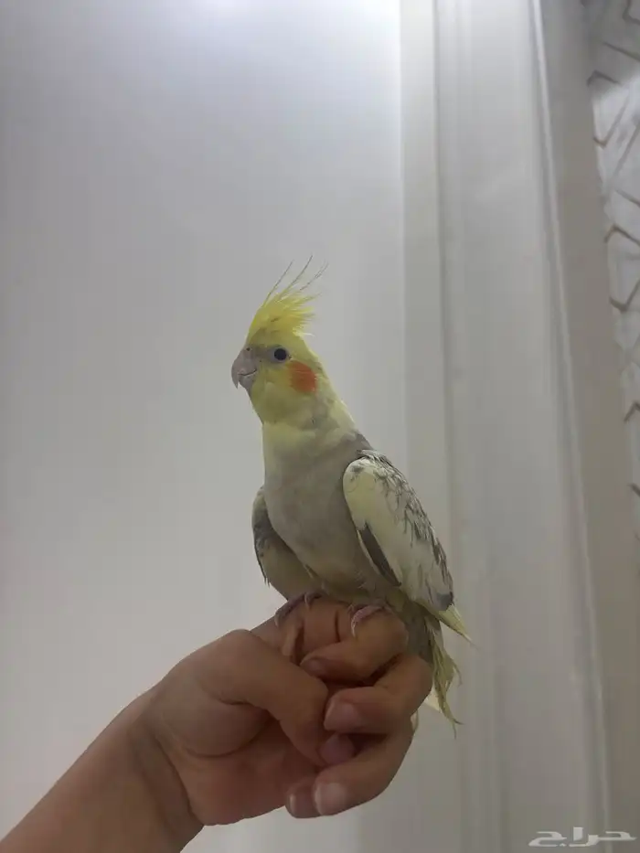 كروان للبيع 0